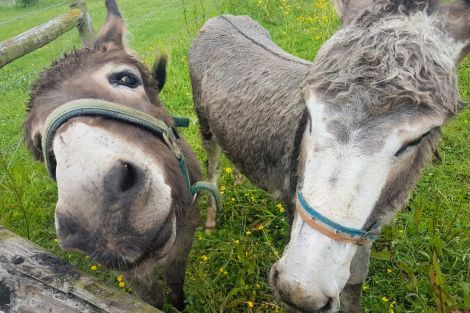 donkeys at Allerthorpe Lakeland park